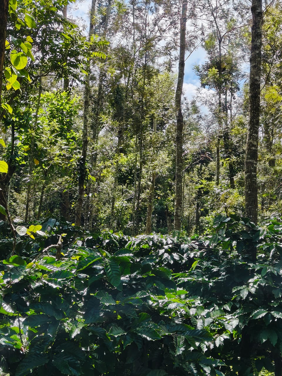Nature Pathway